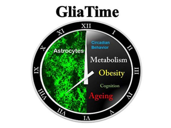 Circadian and Glial Biology